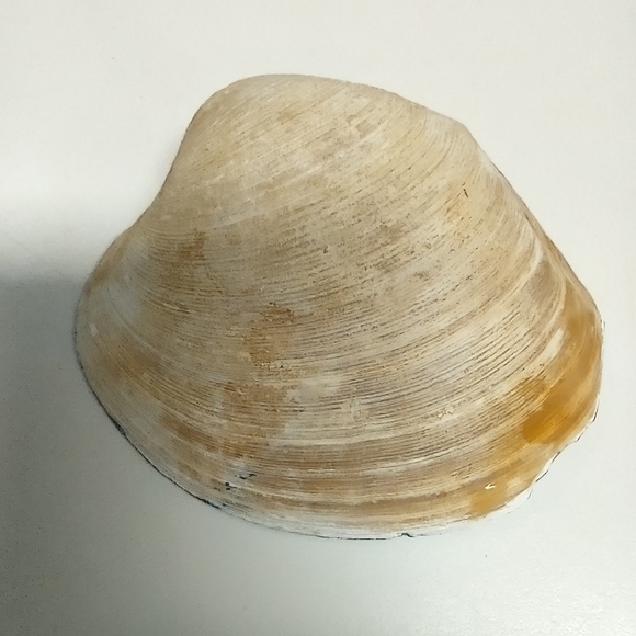 Peacock with palm leaves decoupaged and resin on clam shell - Picture 2 of 3